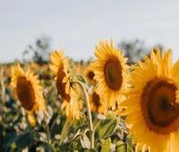 Amazfit X配备了92度曲面显示屏 售价仅为149美元