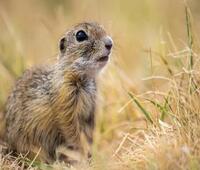 如何评价诺基亚800？这水经得起摔落